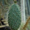 Opuntia_violacea_v_gosseliniana